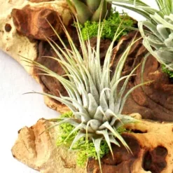 Tillandsias på Mopani rot - xxl - 5 växter Krukväxter Inomhus