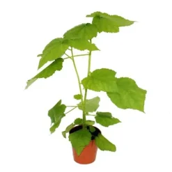 Tilleul - Sparmannia africana - kruka 17cm