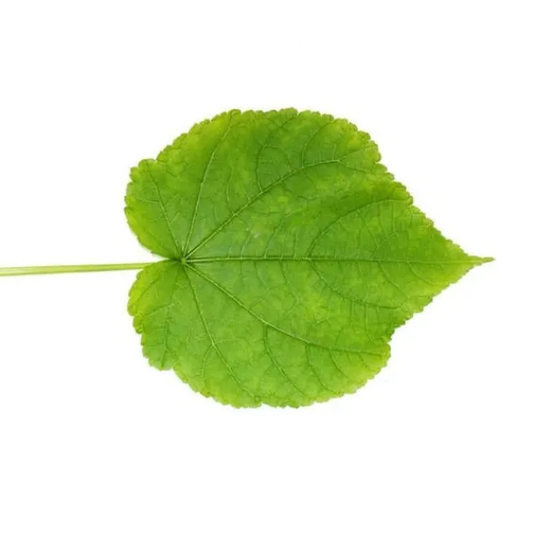 Tilleul - Sparmannia africana - kruka 17cm