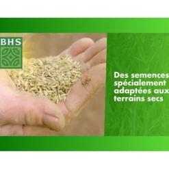 Torrgräs för återväxt - BHS - 3 kg | 150 m² | Stark och hållbar, med utmärkt hållbarhet och tålighet mot trampning.