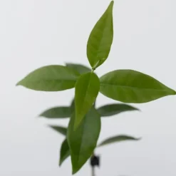 Toskansk jasmin - Set om 6 - Trachelospermum jasminoides - Höjd 25-40cm - ⌀9cm