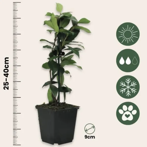 Toskansk jasmin - Set om 6 - Trachelospermum jasminoides - Höjd 25-40cm - ⌀9cm