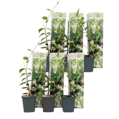 Sale Toskansk jasmin - Set om 6 - Trachelospermum jasminoides - Höjd 25-40cm - ⌀9cm Trädgårdsväxter