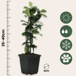 Sale Toskansk jasmin - Set om 6 - Trachelospermum jasminoides - Höjd 25-40cm - ⌀9cm Trädgårdsväxter