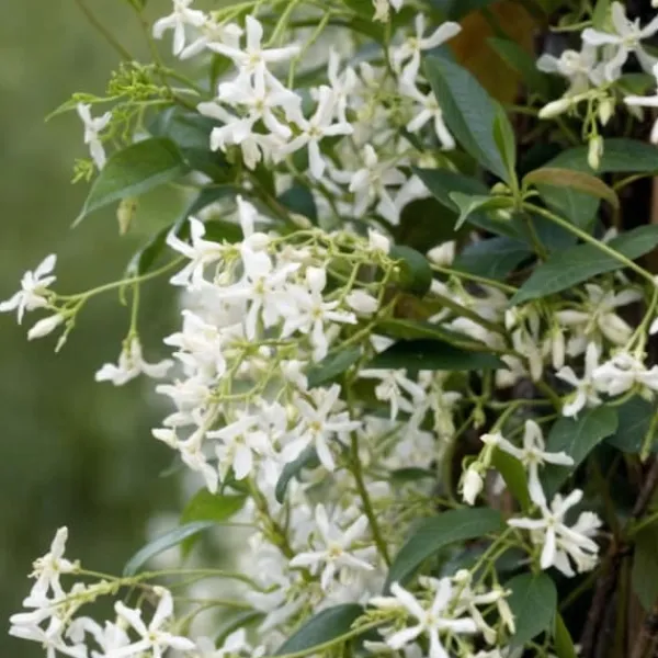 Sale Toskansk jasmin - Set om 6 - Trachelospermum jasminoides - Höjd 25-40cm - ⌀9cm Trädgårdsväxter