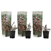 Clearance Tranbär - Set om 3 - Vaccinium macrocarpon 'Cranberry' - Höjd 10-20cm - ⌀9cm Buskar