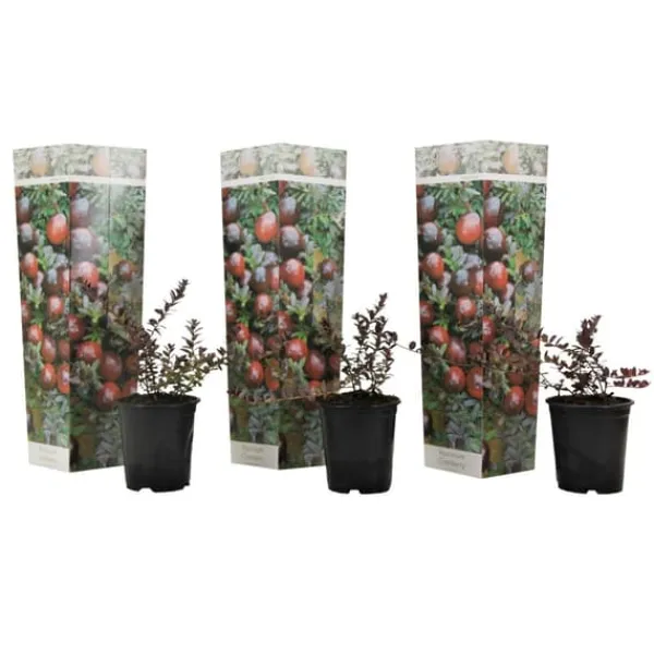 Clearance Tranbär - Set om 3 - Vaccinium macrocarpon 'Cranberry' - Höjd 10-20cm - ⌀9cm Buskar