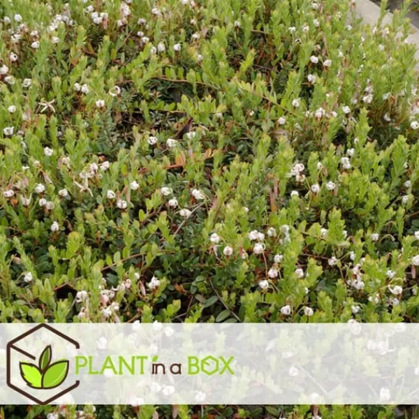 Clearance Tranbär - Set om 3 - Vaccinium macrocarpon 'Cranberry' - Höjd 10-20cm - ⌀9cm Buskar