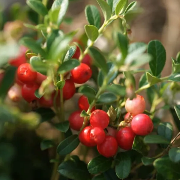 Clearance Tranbär - Set om 3 - Vaccinium macrocarpon 'Cranberry' - Höjd 10-20cm - ⌀9cm Buskar