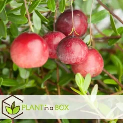 Clearance Tranbär - Set om 3 - Vaccinium macrocarpon 'Cranberry' - Höjd 10-20cm - ⌀9cm Buskar