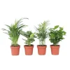 Outlet Trendig mix - Set om 4 - Dypsis, Cham., Coffea, Musa - Höjd 25-40cm - ⌀12cm Krukväxter Inomhus