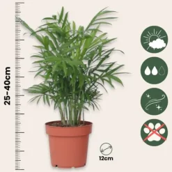 Outlet Trendig mix - Set om 4 - Dypsis, Cham., Coffea, Musa - Höjd 25-40cm - ⌀12cm Krukväxter Inomhus
