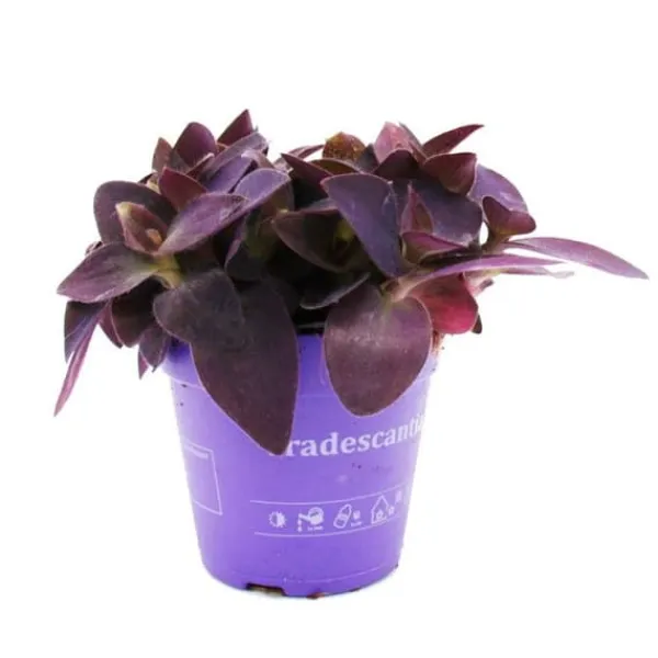 Outlet Trepolig blomma - Tradescantia pallida - lättskött hängande krukväxt - rött blad - 12 cm kruka - lila Krukväxter Inomhus