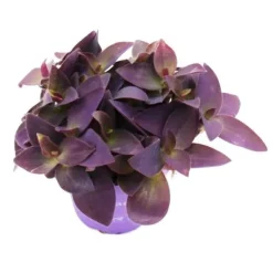 Outlet Trepolig blomma - Tradescantia pallida - lättskött hängande krukväxt - rött blad - 12 cm kruka - lila Krukväxter Inomhus