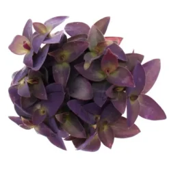 Outlet Trepolig blomma - Tradescantia pallida - lättskött hängande krukväxt - rött blad - 12 cm kruka - lila Krukväxter Inomhus