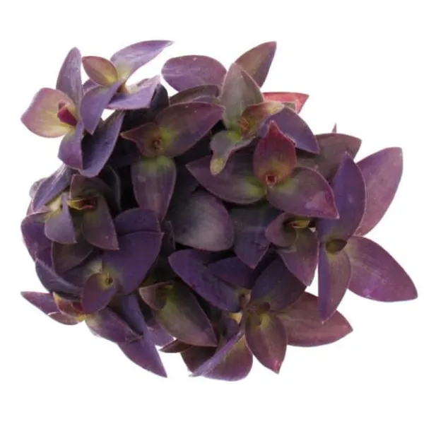 Outlet Trepolig blomma - Tradescantia pallida - lättskött hängande krukväxt - rött blad - 12 cm kruka - lila Krukväxter Inomhus