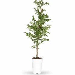Best Trompetblomma (Campsis) Orange Ø15cm Höjd ca 65cm Trädgårdsväxter