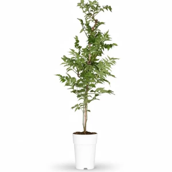 Best Trompetblomma (Campsis) Orange Ø15cm Höjd ca 65cm Trädgårdsväxter