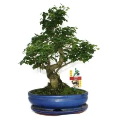 Troène kinesisk bonsai - Ligustrum sinensis - ca. 10 år Träd