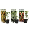 Outlet Trumpetblommor - Set om 3 - Brugmansia - Höjd 25-40cm - ⌀9cm Blommor