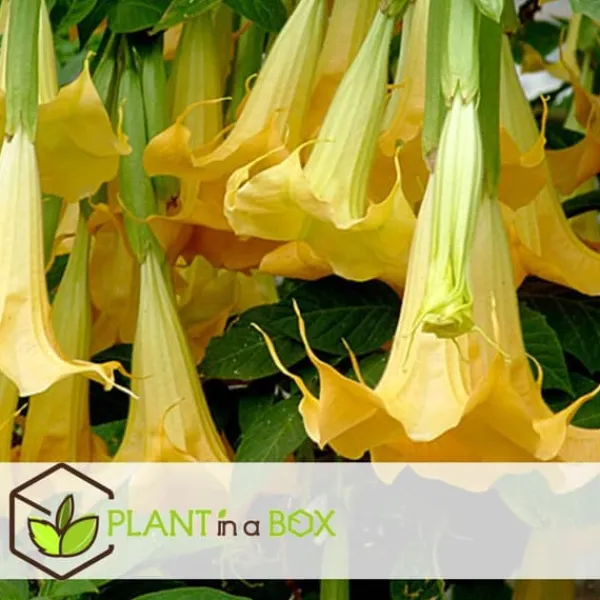 Outlet Trumpetblommor - Set om 3 - Brugmansia - Höjd 25-40cm - ⌀9cm Blommor