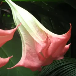 Outlet Trumpetblommor - Set om 3 - Brugmansia - Höjd 25-40cm - ⌀9cm Blommor