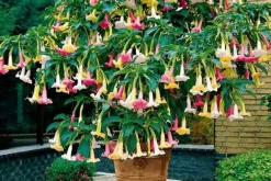 Outlet Trumpetblommor - Set om 3 - Brugmansia - Höjd 25-40cm - ⌀9cm Blommor