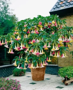 Outlet Trumpetblommor - Set om 3 - Brugmansia - Höjd 25-40cm - ⌀9cm Blommor
