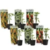 Online Trumpetblommor - Set om 6 - Brugmansia - Höjd 25-40cm - ⌀9cm Blommor