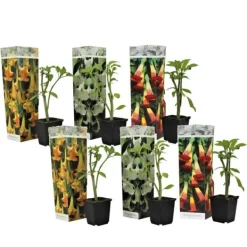 Online Trumpetblommor - Set om 6 - Brugmansia - Höjd 25-40cm - ⌀9cm Blommor