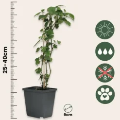 Online Trumpetblommor - Set om 6 - Brugmansia - Höjd 25-40cm - ⌀9cm Blommor