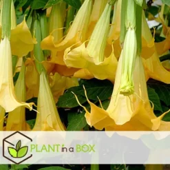 Online Trumpetblommor - Set om 6 - Brugmansia - Höjd 25-40cm - ⌀9cm Blommor