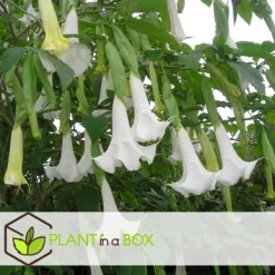 Online Trumpetblommor - Set om 6 - Brugmansia - Höjd 25-40cm - ⌀9cm Blommor