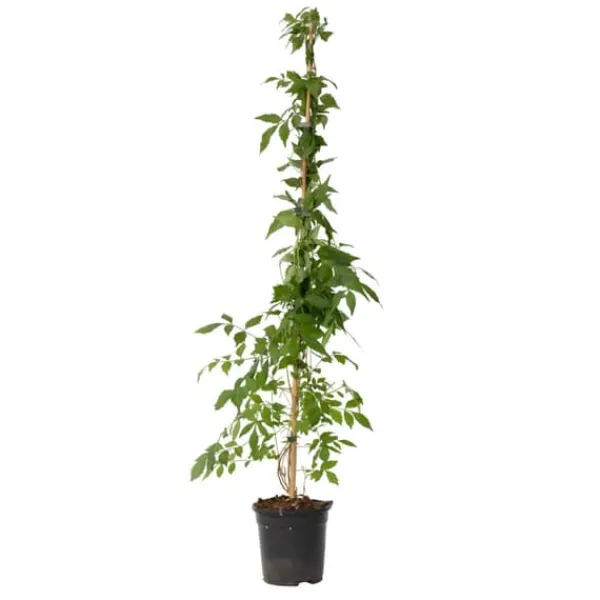 Trumpetvinda - Campis radicans 'Flava' - Höjd 110-120cm - ⌀17cm