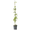 Trumpetvinda - Campsis radicans - Höjd 110-120cm - ⌀17cm