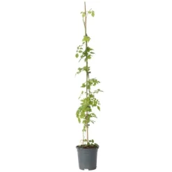 Trumpetvinda - Campsis radicans - Höjd 110-120cm - ⌀17cm