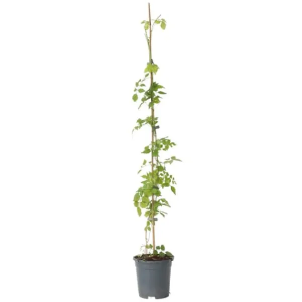 Trumpetvinda - Campsis radicans - Höjd 110-120cm - ⌀17cm
