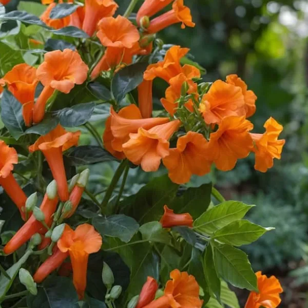 Trumpetvinda - Campsis radicans - Höjd 110-120cm - ⌀17cm