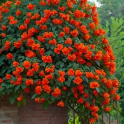 Trumpetvinda - Campsis taglibuana 'Mme Galen' - Höjd 110-120cm - ⌀17cm