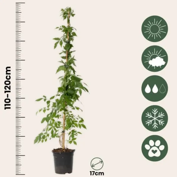 Trumpetvinda - Set om 2 - Campis radicans 'Flava' - Höjd 110-120cm - ⌀17cm