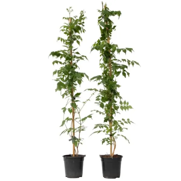 Online Trumpetvinda - Set om 2 - Campsis 'Mme Galen' - Höjd 110-120cm - ⌀17cm Trädgårdsväxter