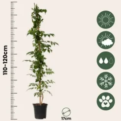 Online Trumpetvinda - Set om 2 - Campsis 'Mme Galen' - Höjd 110-120cm - ⌀17cm Trädgårdsväxter