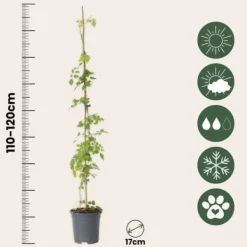 Outlet Trumpetvinda - Set om 2 - Campsis radicans - Höjd 110-120cm - ⌀17cm Trädgårdsväxter