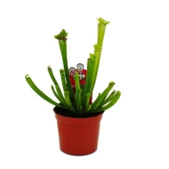 Clearance Tubular växt - Sarracenia leucophylla - Köttätande växt - Top 9cm Krukväxter Inomhus