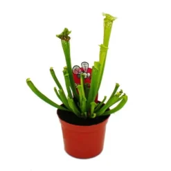 Clearance Tubular växt - Sarracenia leucophylla - Köttätande växt - Top 9cm Krukväxter Inomhus