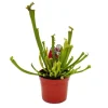 Online Tubularväxt - Sarracenia farnhamii - Köttätande växt - Kruka 9cm Krukväxter Inomhus