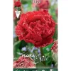 TULIPAN MULTIFLOR FRINGED FAMILJ FÖRPACKNING MED 5 HÖSTBULBERR