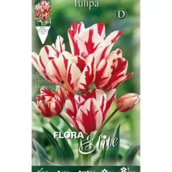 New TULPAN MULTIFLOR FLAMING CLUB FÖRPACKNING MED 7 HÖSTBULBAS BULBS BULBES Fröer & Lökar