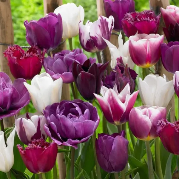 Tulpanlökar - Set om 35 - Tulipa 'Blueberry' - Blomlökar - Purpur