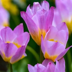 Tulpanlökar - Set om 100 - Tulipa bakeri 'Lilac Wonder' - Blomlökar - Flerfärgad